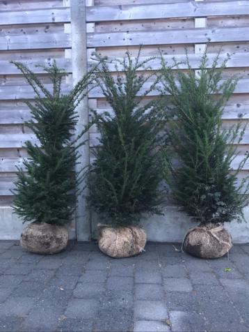 Taxus baccata in verschillende maten en vormen beschikbaar voor biedingen