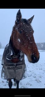 Mega lief en knap groot paard 1.70m, Dieren en Toebehoren, Paarden, Merrie, B, Gechipt, Recreatiepaard