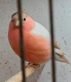 Noorse goudvinken, Dieren en Toebehoren