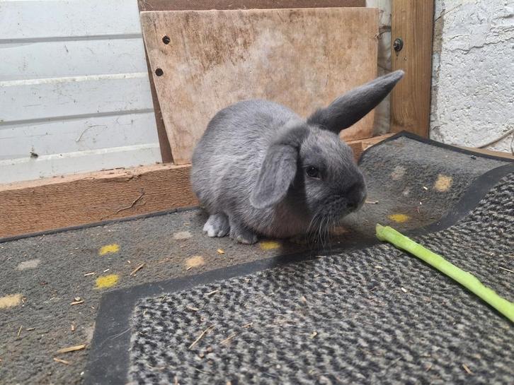 Nederlandse hangoordwergen, Dieren en Toebehoren, Konijnen