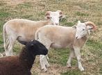 3 top agneaux wiltshire horn nourris bien lire l'annonce svp, Dieren en Toebehoren, Schapen, Geiten en Varkens, Mannelijk, Schaap