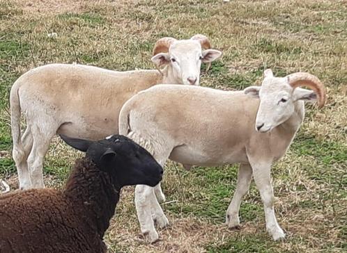 3 top agneaux wiltshire horn nourris bien lire l'annonce svp, Dieren en Toebehoren, Schapen, Geiten en Varkens, Schaap, Mannelijk