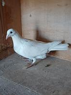 Te koop: duiven met goede stamkaart, Geslacht onbekend, Postduif