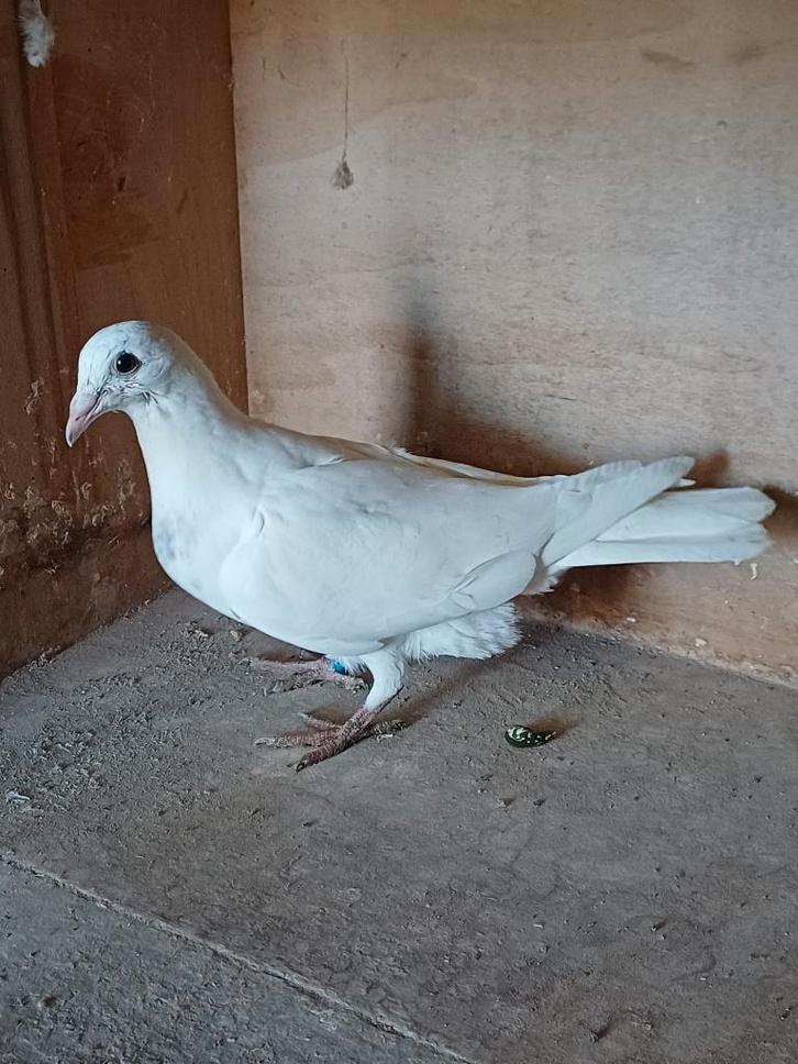 Te koop: duiven met goede stamkaart, Animaux & Accessoires, Oiseaux | Pigeons, Pigeon voyageur, Sexe inconnu