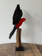 Perruche royale en peluche - Wildernis Atelier, Collections, Collections Animaux, Enlèvement ou Envoi, Neuf, Oiseaux, Animal empaillé