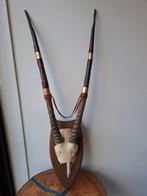Grote Spiesbok (Oryx) op schild, Overige soorten, Ophalen of Verzenden, Zo goed als nieuw, Schedel