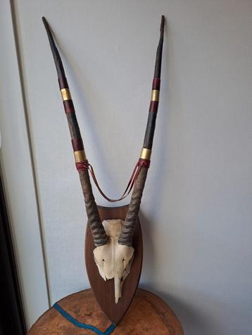 Grande brochette (Oryx) sur bouclier