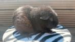 Cavia, vrouwelijke cavia, Amerikaanse zwarte teddybeer, Ophalen