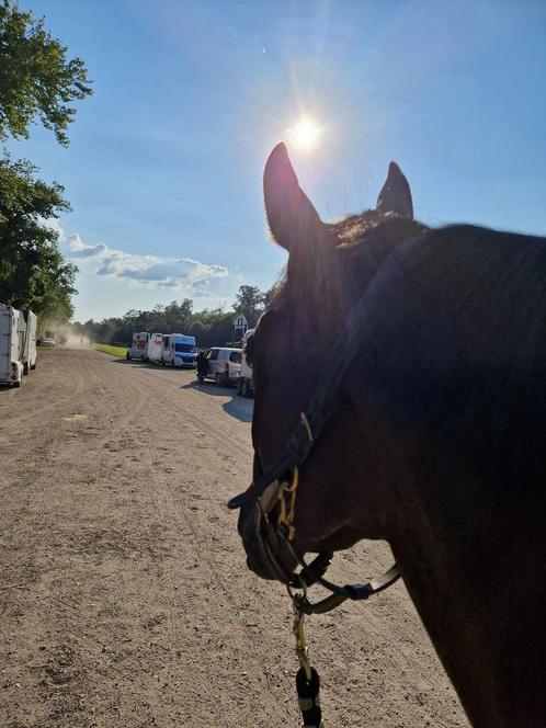 volbloed merrie kweek Merrie of recreatie, Dieren en Toebehoren, Paarden, Merrie