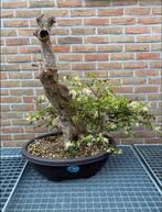 Bonsai lorepelatum, Tuin en Terras, Planten | Bomen, Ophalen