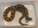 Haakneusslang - Heterodon nasicus, Slang, Tam, 0 tot 2 jaar