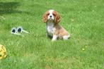 Cavalier King Charles spaniel pups 💖, Dieren en Toebehoren, Honden | Retrievers, Spaniëls en Waterhonden, België, 8 tot 15 weken