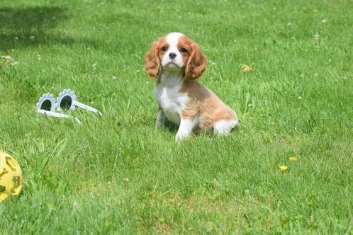 Cavalier King Charles spaniel pups 💖, Dieren en Toebehoren, Honden | Retrievers, Spaniëls en Waterhonden, Meerdere dieren, Spaniël