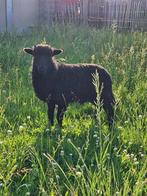 Quessant ramlam, Mannelijk, Schaap, 0 tot 2 jaar