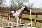 Brave 3 jarige bonte D-pony 1.45m merrie springpony dressuur, Dieren en Toebehoren, Paarden, Merrie, Minder dan 160 cm, Dressuurpaard