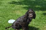 Engelse cocker spaniel pups particulier geboren in Belgie, België, 8 tot 15 weken, Meerdere, Meerdere dieren