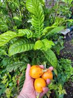 Plants de figuiers et néflier du Japon et menthe, Tuin en Terras, Planten | Fruitbomen, Ophalen