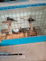 5 zebravinken, Dieren en Toebehoren, Vogels | Overige Vogels