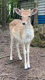 Damhert bok 1 j oud, Dieren en Toebehoren, Mannelijk