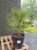 Europese dwergpalm - Chamaerops Humilis, Ophalen