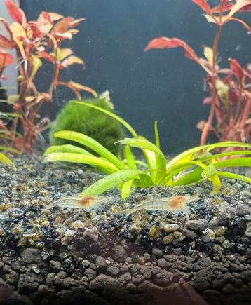 Neocaridina wildkleur garnalen