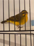 Mozambique sijs man, Dieren en Toebehoren