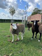 Jonge schapen te koop
