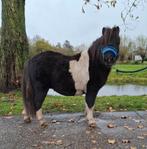 **KNAPPE EN LIEVE 3 JARIGE SHETLANDER RUIN**, Dieren en Toebehoren, Paarden, Ruin, Ontwormd