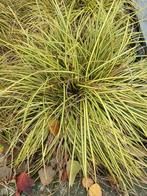 vaste planten, Tuin en Terras, Planten | Tuinplanten, Ophalen