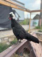 Hollandse kuifhoen haan gratis, Dieren en Toebehoren, Mannelijk, Kip
