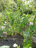 plantes gratuites, Tuin en Terras, Planten | Struiken en Hagen, Ophalen, Overige soorten, Haag, 100 tot 250 cm