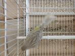Canaris, Animaux & Accessoires, Oiseaux | Perruches & Perroquets, Mâle