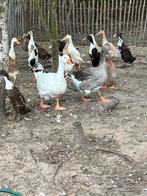 Koppel ganzen, Dieren en Toebehoren, Pluimvee