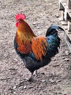 Marans haantje, Dieren en Toebehoren