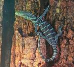 Varanus macraei (Varan Mac Rae), Dieren en Toebehoren, Reptielen en Amfibieën, Hagedis, Tam, 3 tot 6 jaar