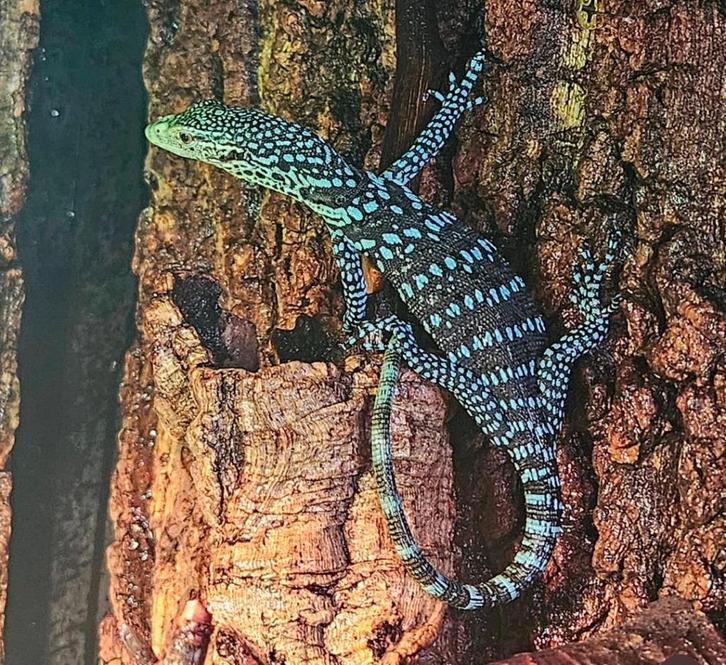 Varanus macraei (Varan Mac Rae), Dieren en Toebehoren, Reptielen en Amfibieën, Hagedis, 3 tot 6 jaar, Tam