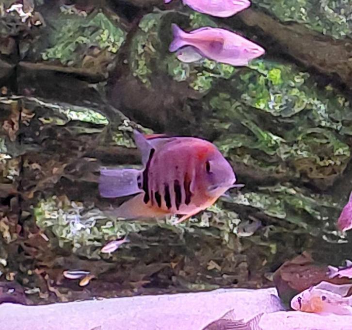 Heros rotkeil, Dieren en Toebehoren, Vissen | Aquariumvissen, Zoetwatervis, Vis