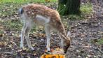 Damhert bokje mag weg tegen begin december, Dieren en Toebehoren, Schapen, Geiten en Varkens