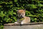 Shiba Inu puppies, Dieren en Toebehoren, Honden | Poolhonden, Keeshonden en Oertypen, Meerdere, Poolhond, 8 tot 15 weken, Meerdere dieren