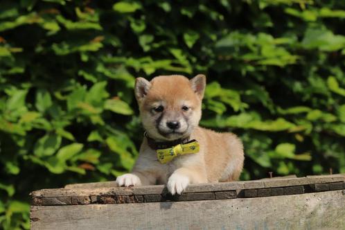 Shiba Inu puppies, Dieren en Toebehoren, Honden | Poolhonden, Keeshonden en Oertypen, Meerdere dieren, Poolhond, Fokker | Professioneel