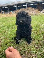 Mooi zwart mini Labradoodle pup!, Dieren en Toebehoren, België, CDV (hondenziekte), 8 tot 15 weken, Teef