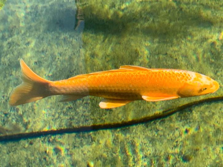 Koi's 4 stuks (2x35cm en 2x20cm), Tuin en Terras, Vijvers, Zo goed als nieuw, Ophalen