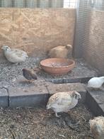 Japanse kwartels (kweekgroep), Meerdere dieren, Overige soorten