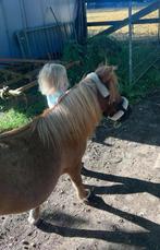 Kinderpony, Dieren en Toebehoren, Merrie, B, A pony (tot 1.17m), 7 tot 10 jaar