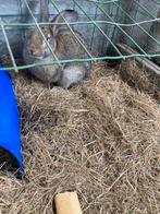 Vlaamse reus, Dieren en Toebehoren, Konijnen