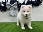 Samojeed pup, Dieren en Toebehoren, Honden | Poolhonden, Keeshonden en Oertypen, België, Keeshond, Reu, 8 tot 15 weken