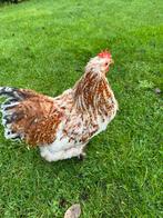 Cochin haan, Dieren en Toebehoren, Pluimvee