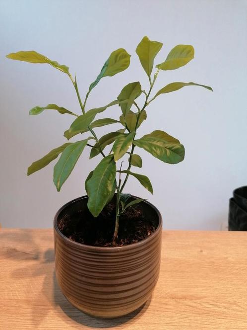 Jonge citroenplant in pot, geurende bladeren, Tuin en Terras, Planten | Tuinplanten, Lente, Ophalen