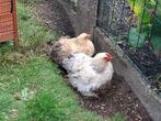 Koppeltjes cochin'netjes, Meerdere dieren, Kip