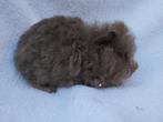 CH teddy cavia’s, Dieren en Toebehoren, Knaagdieren, Cavia